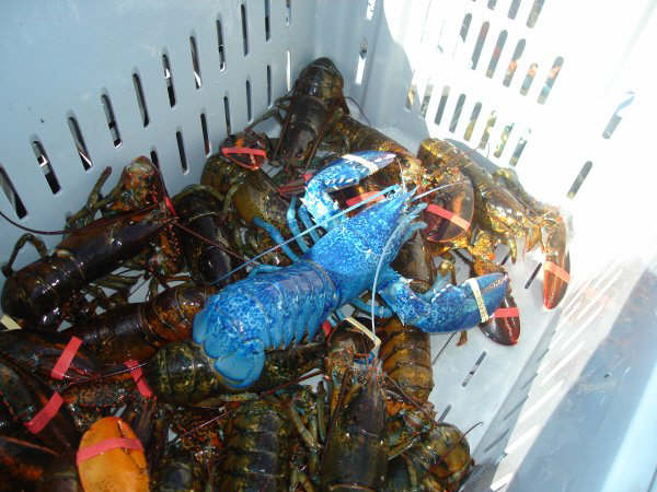 Blue Lobster