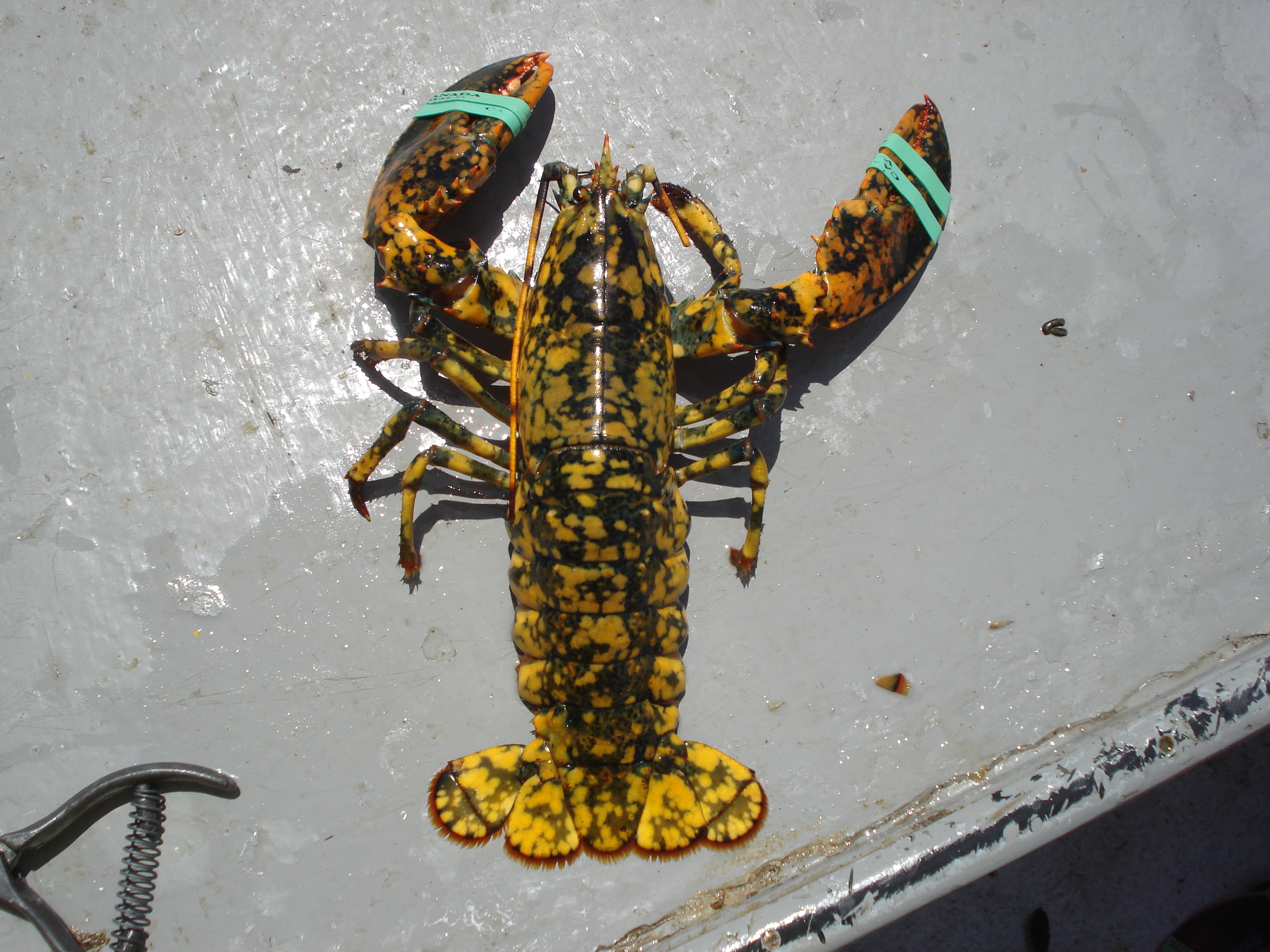 Leopard Lobster