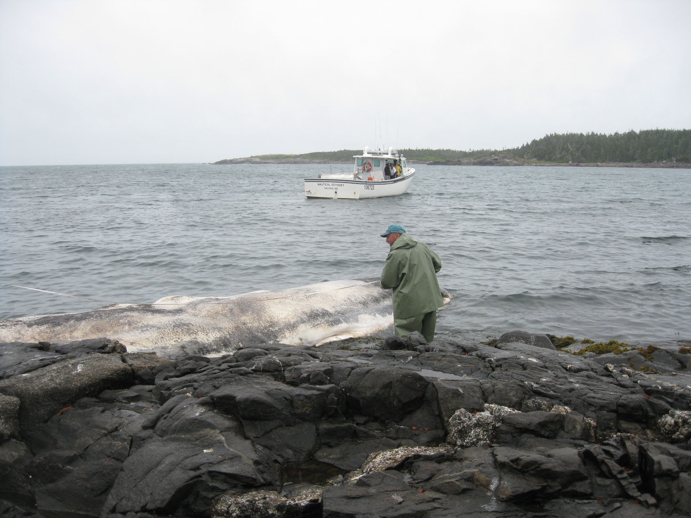 Sperm Whale